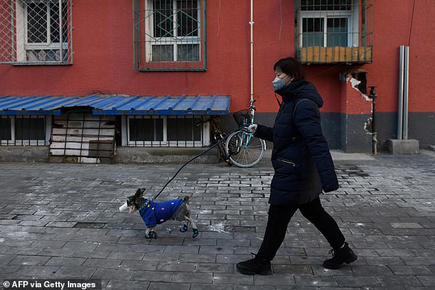 Second Chinese city bans people from eating dogs and cats